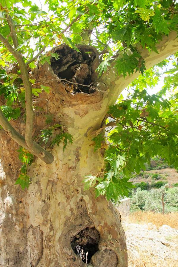 Country house Petrakis Cretan Homes Kissamos