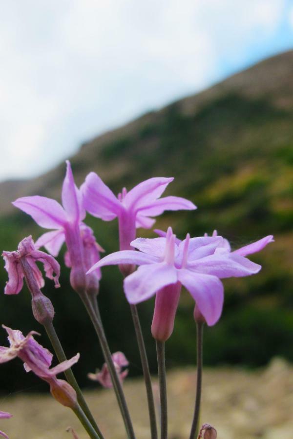 Petrakis Cretan Homes Country house *