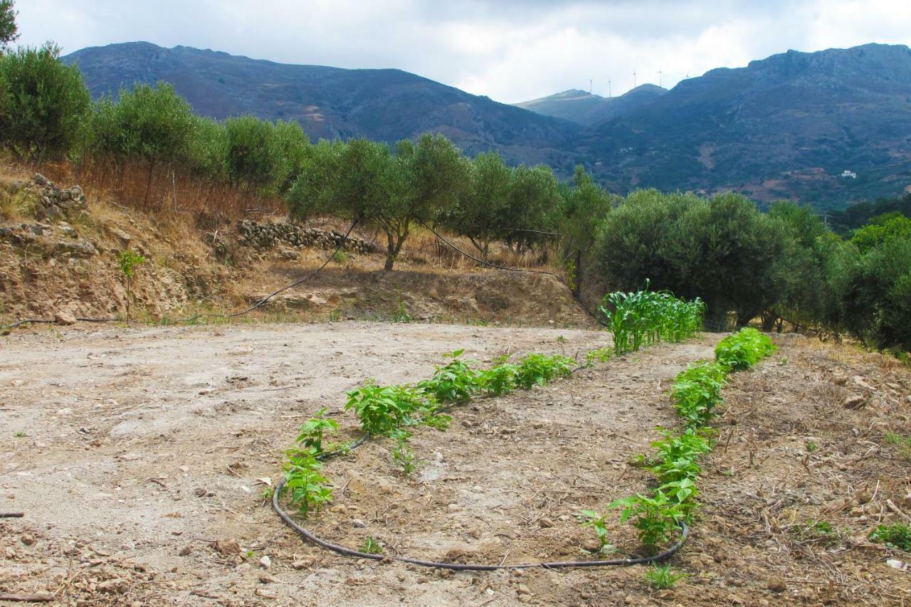 Country house Petrakis Cretan Homes *